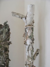Details Branched Birch and Silver Moss