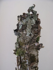 Moss Birch Totem