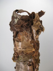 Totem